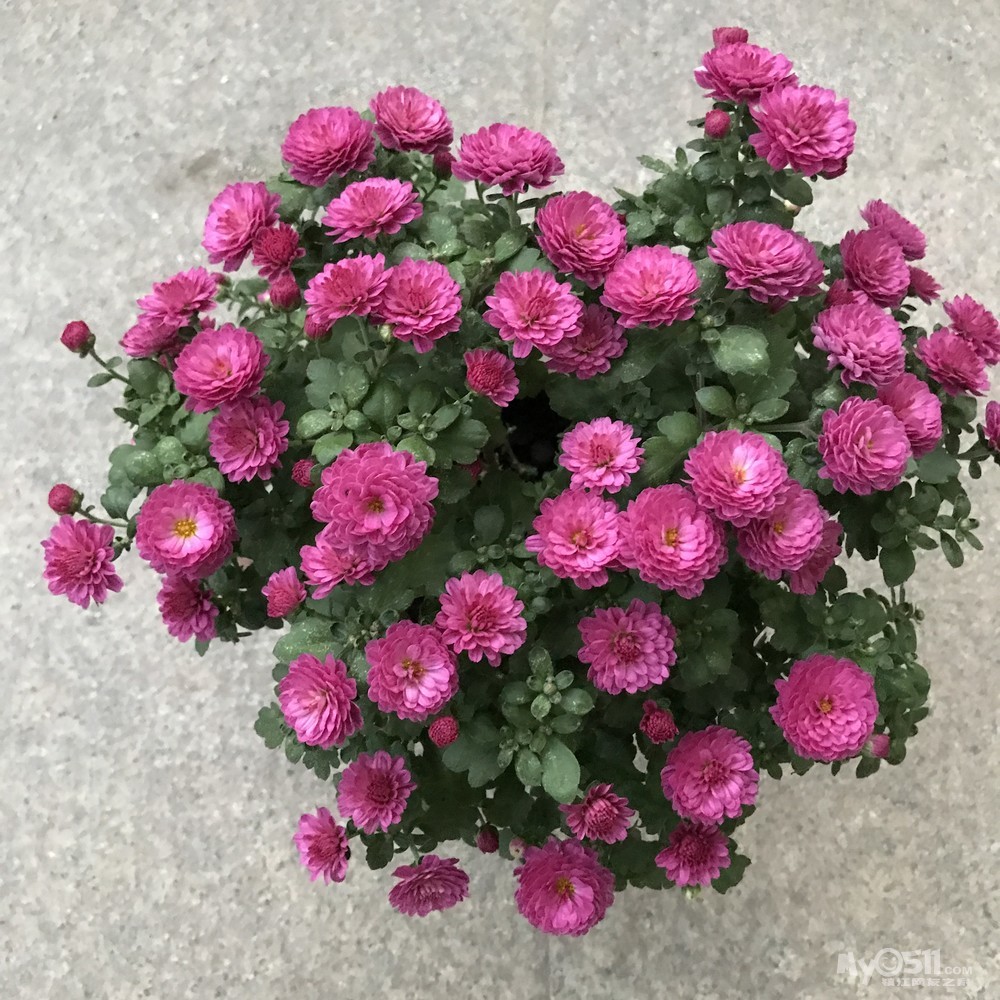 夏菊----朝阳和新世纪