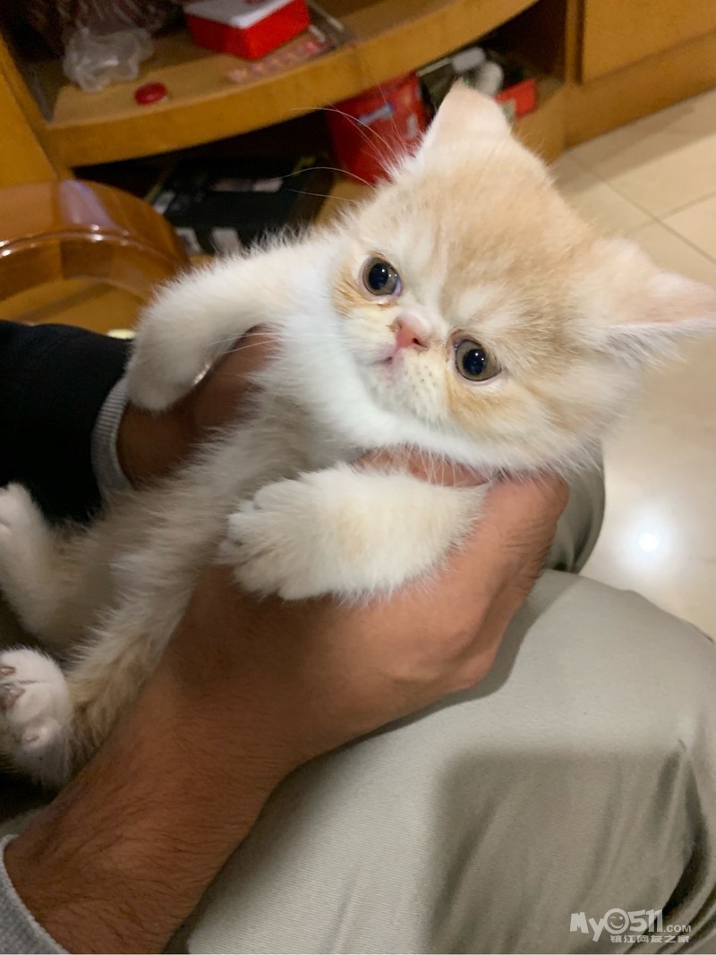 出售家养加菲猫超可爱2个月了