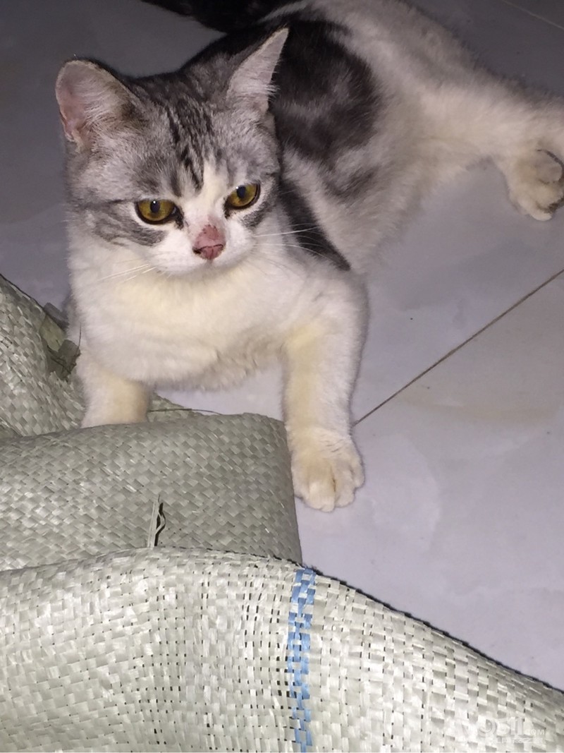 美短弟弟4个月1200 - 宠物市场 - 猫狗总动员 梦溪论坛 镇江,时事