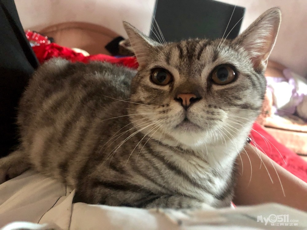 最低价800出公美短,,减轻压力,不议价了 - 宠物市场 - 猫狗总动员 梦