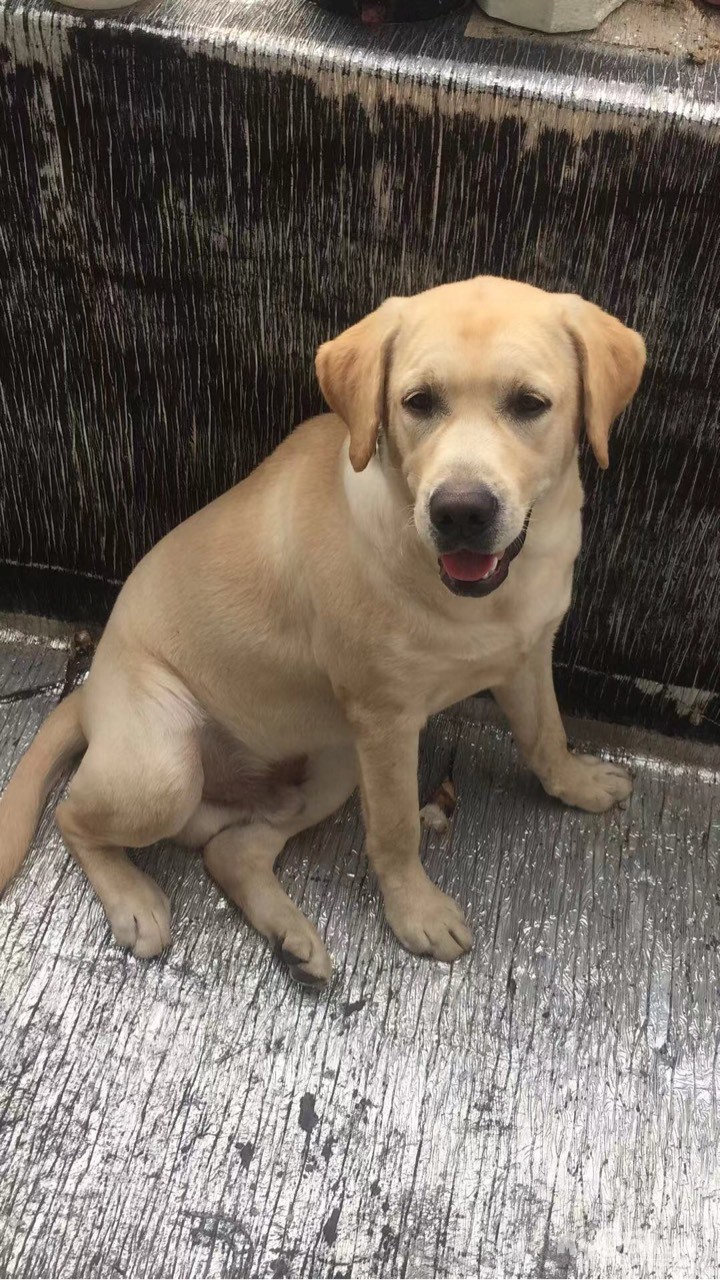 03 转让拉布拉多犬 6个半月大 转让拉布拉多犬 6个半月大