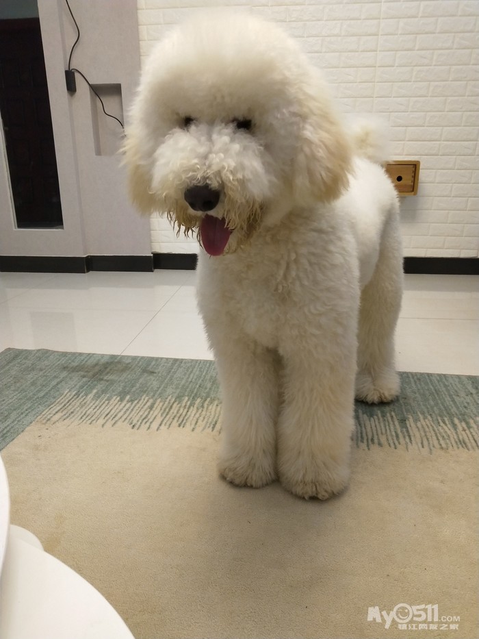 想给家里公巨贵找个老婆 - 猫狗总动员 - 梦溪论坛 镇江,时事,招聘