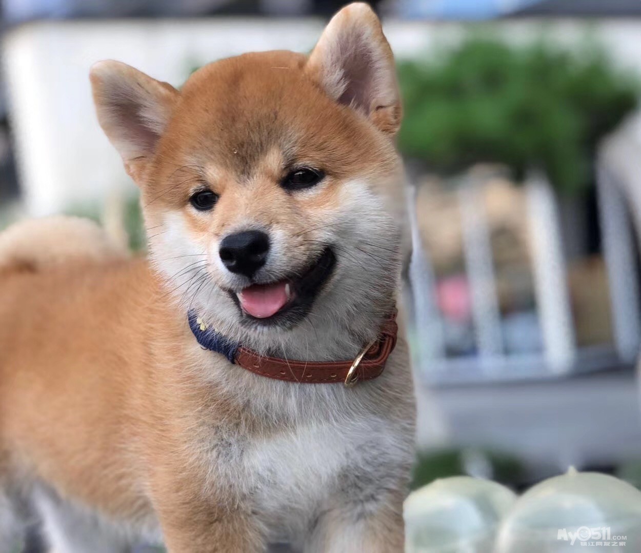 03 聪明可爱的柴犬宝宝 疫苗齐全