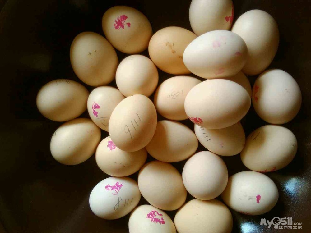 03 出售元宝鸡受精蛋