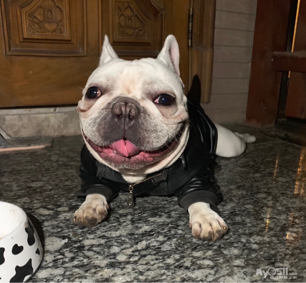 自家繁殖小法斗出售 双血带纸