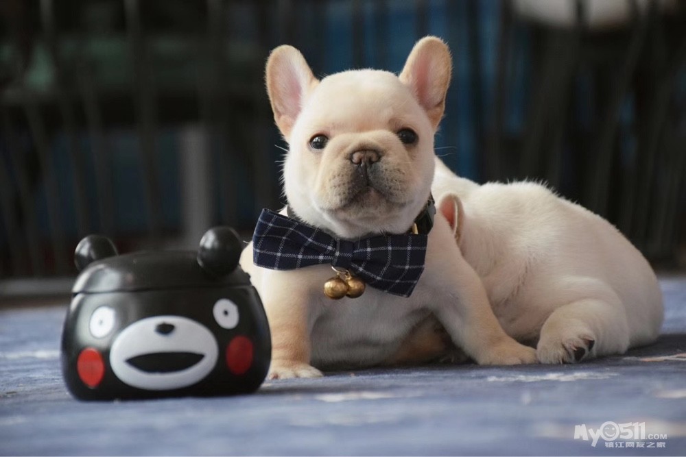 法斗宝宝超可爱,精品可全款办理分期