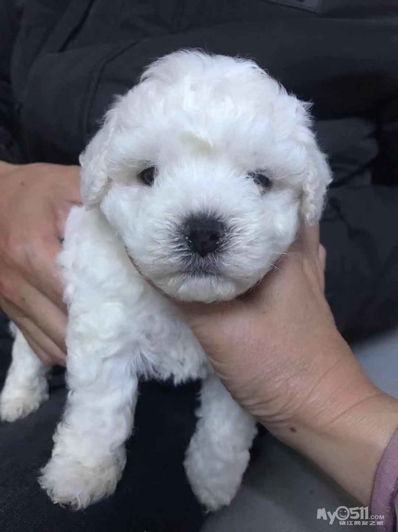 家养法国卷毛比熊犬接受预订了