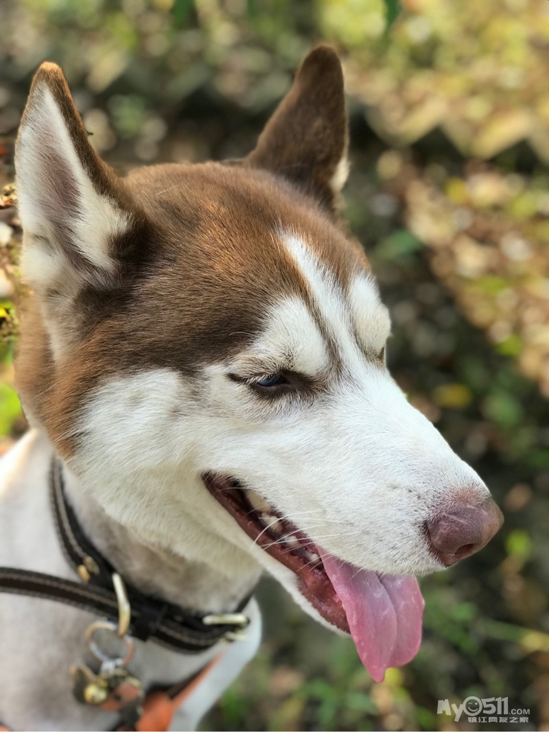 丹徒新区小马迹村走丢一只红色哈士奇 脖子戴着铃铛