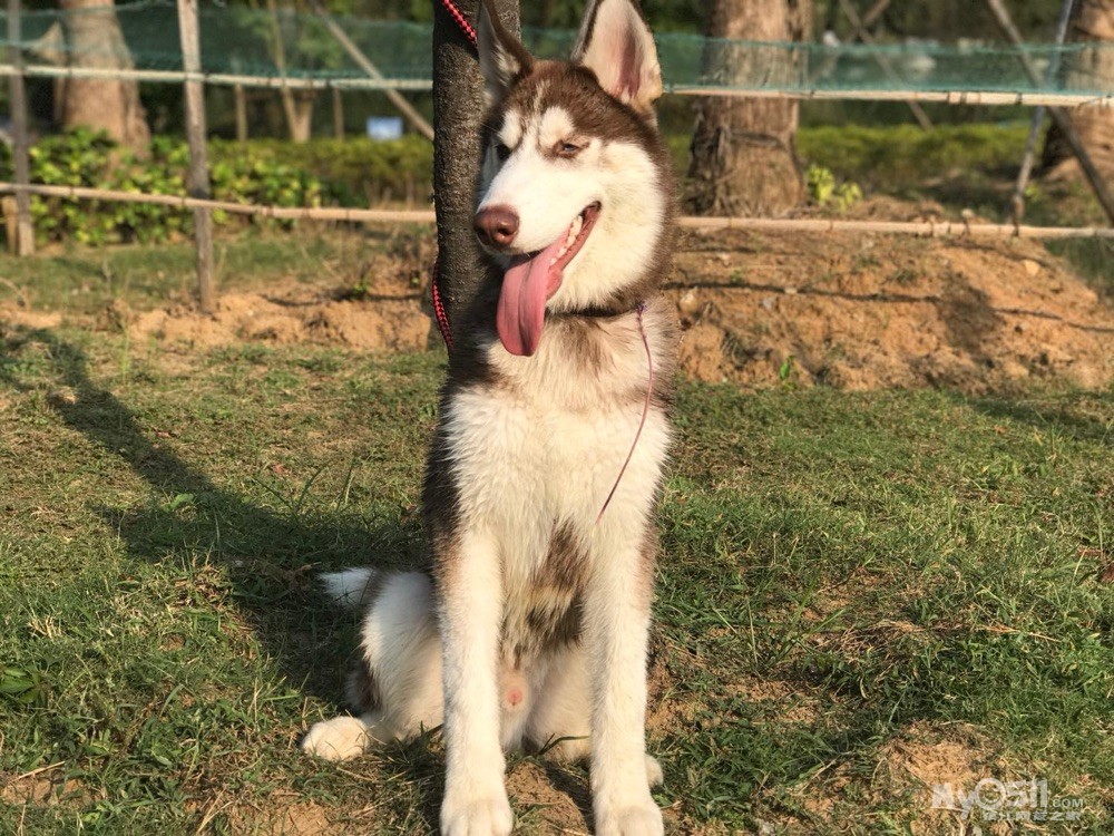 丹徒新区小马迹村走丢一只红色哈士奇 脖子戴着铃铛