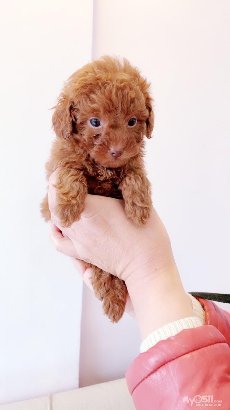 家养红泰迪两公一母出售 - 宠物市场 - 猫狗总动员 梦溪论坛 镇江