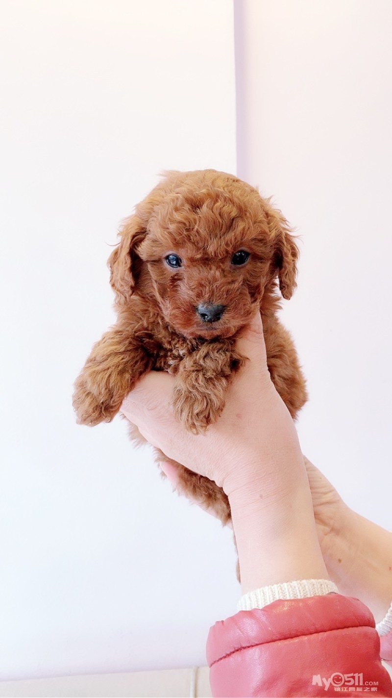 家养红泰迪两公一母出售 - 宠物市场 - 猫狗总动员 梦溪论坛 镇江