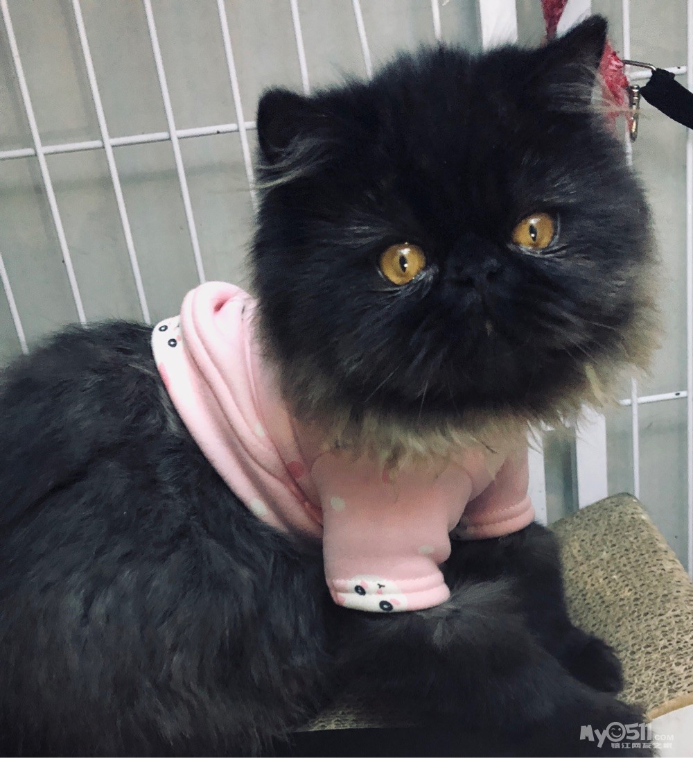 黑加菲找铲屎官