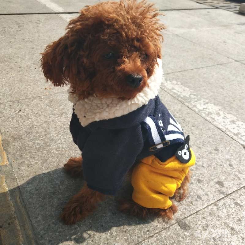 家里狗狗被人偷了找狗狗