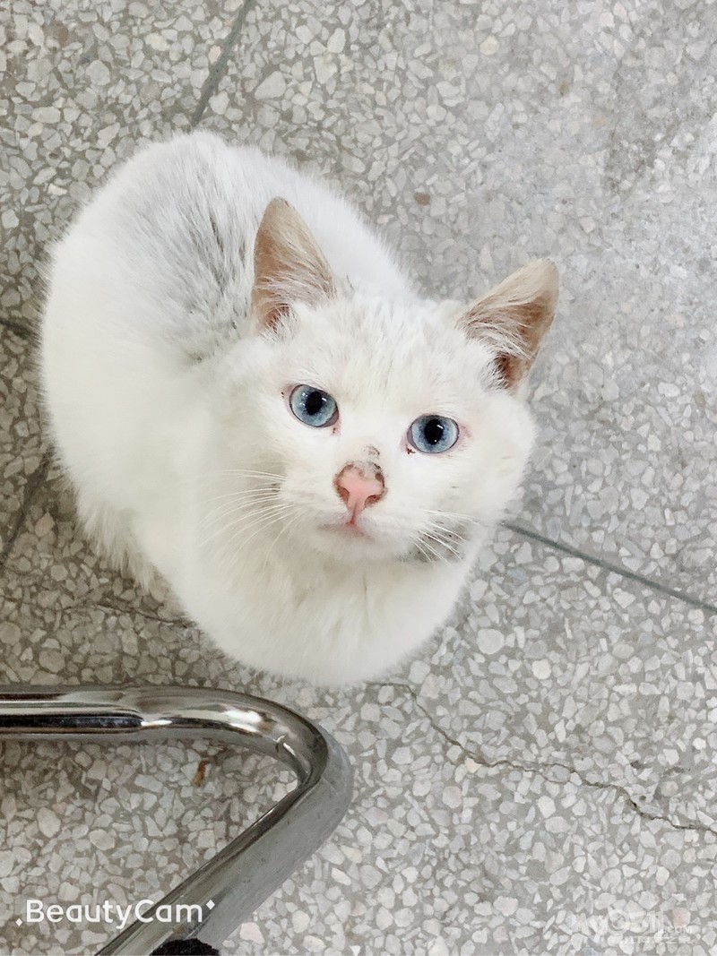 【求领养】一只白色的小猫咪