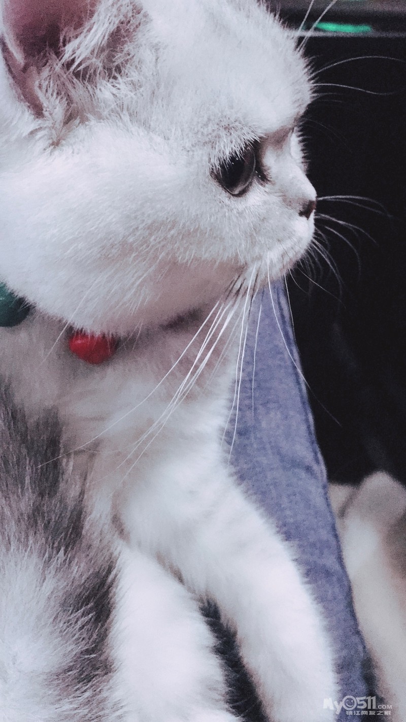 领养渐银层肥猫一只,未成年,小公,镇江的进