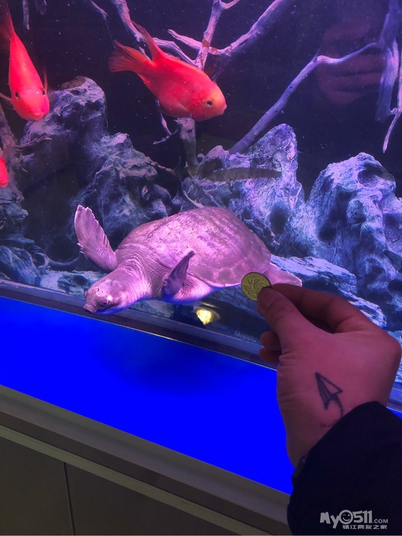 热带飞河龟,猪鼻龟卖