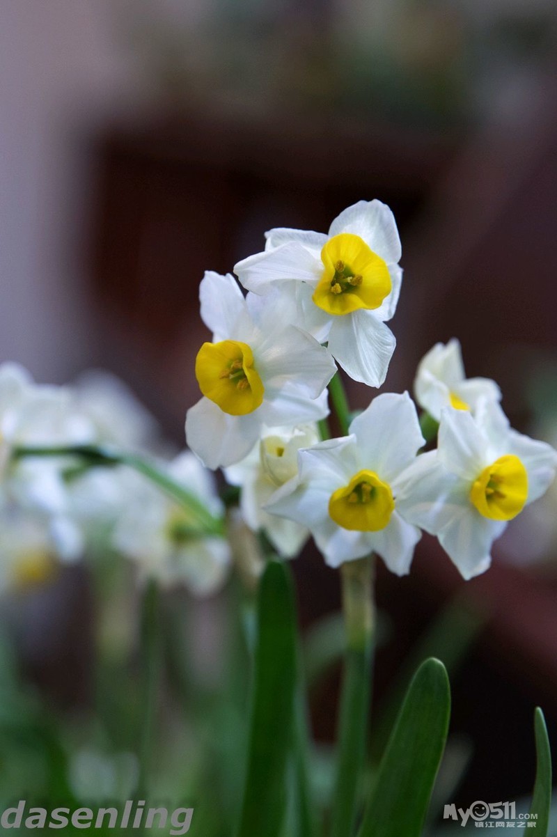 北固山水仙花展
