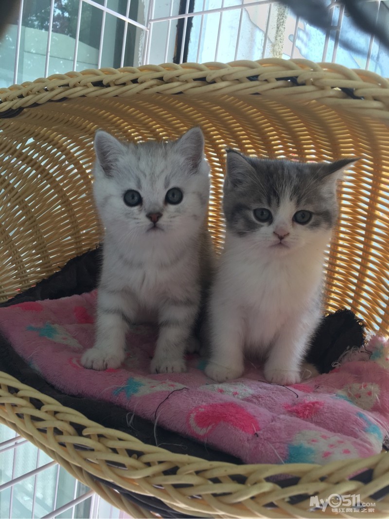 怎么挑选带橘色斑的长毛猫 ma_1551750108744658rs.jpg