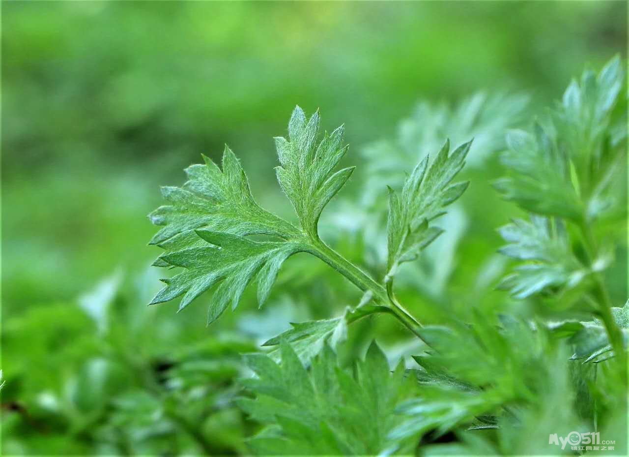 高桥的蒿蒿茧开始了!