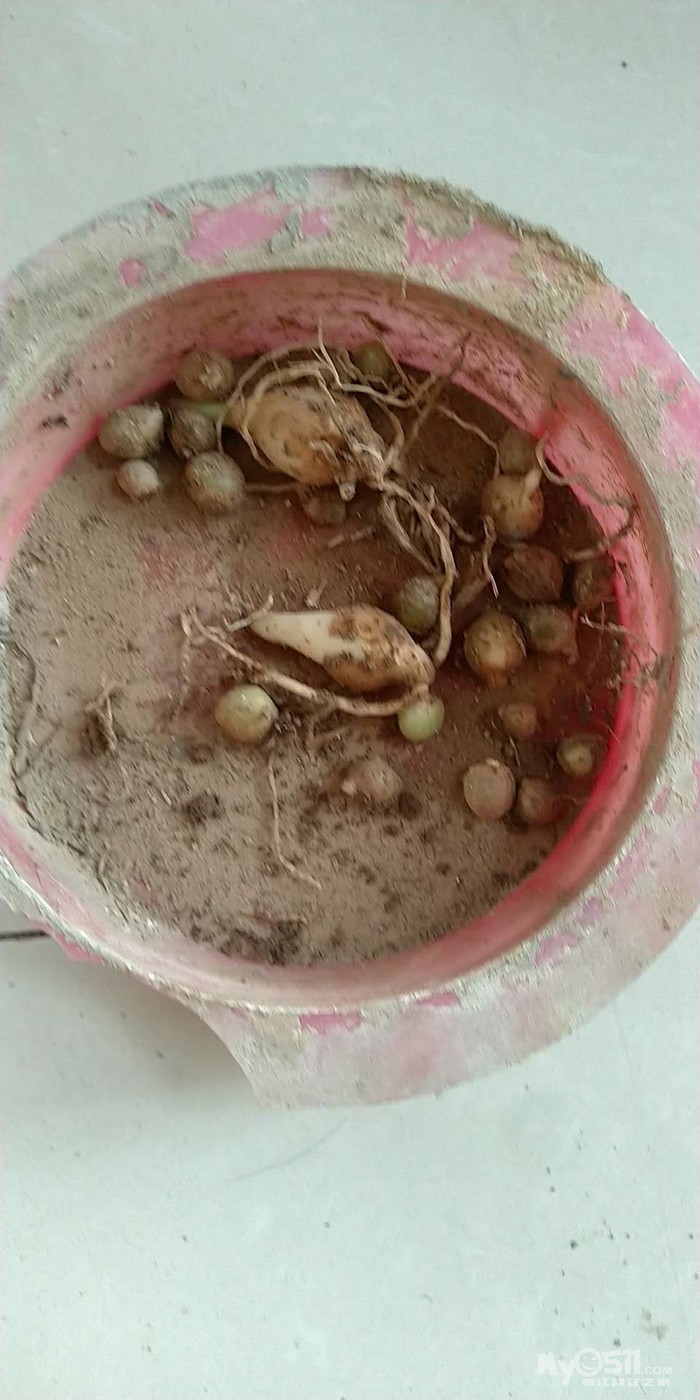 虎眼万年青免费送