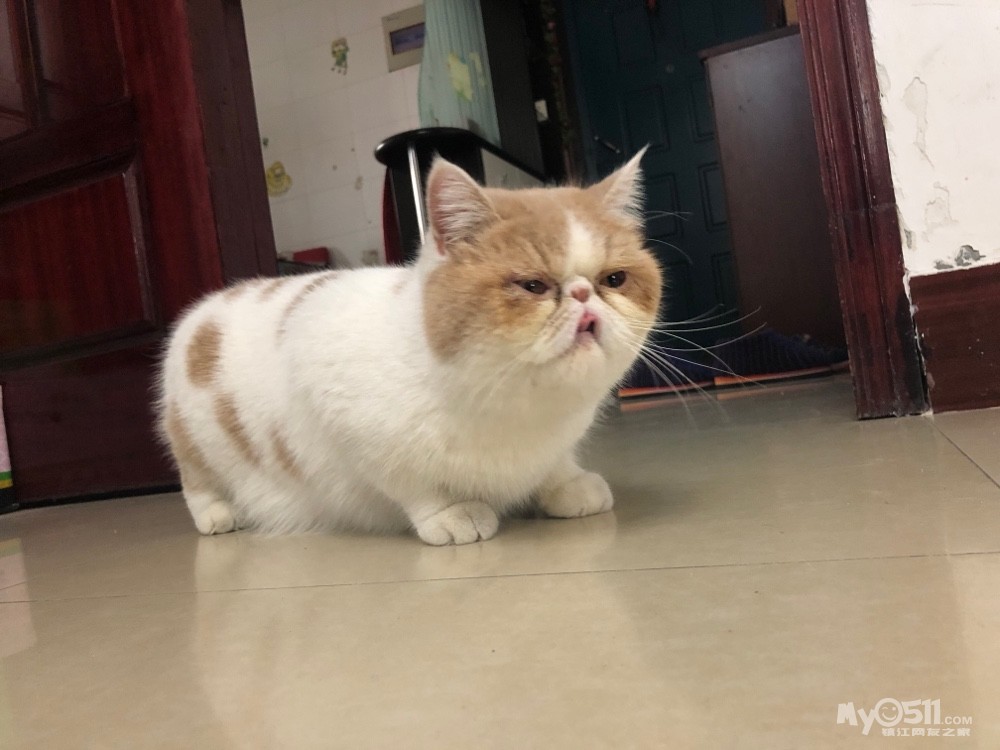 给家里的加肥猫找个老公,微信同号13275111115