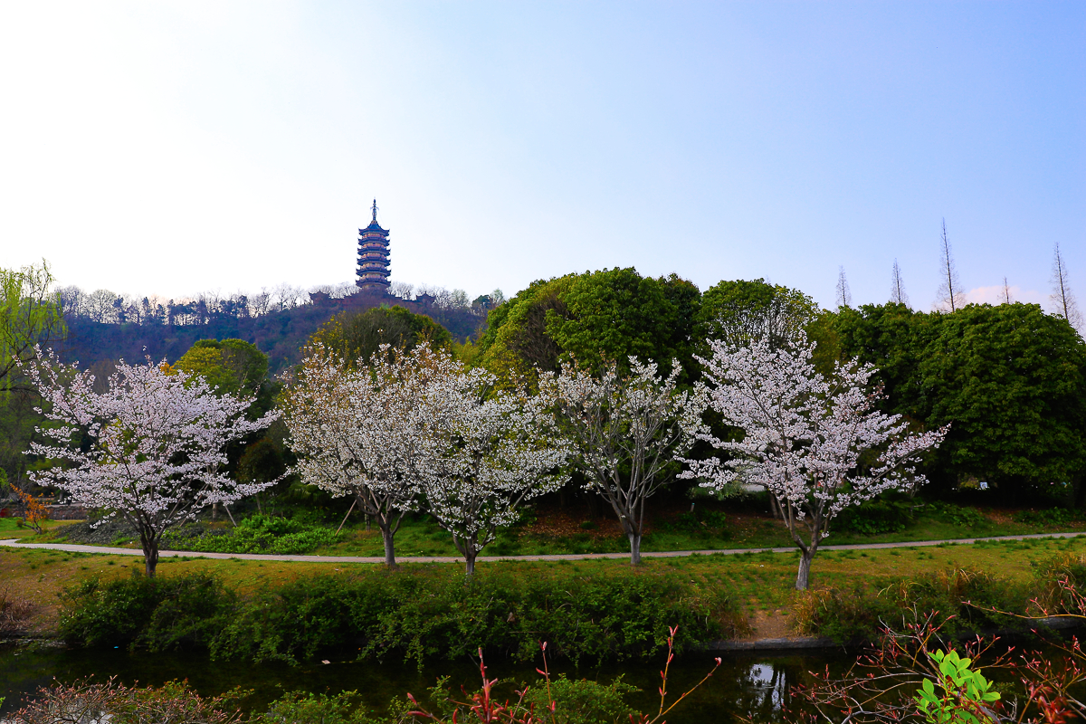 今天拍!《焦山的春天》