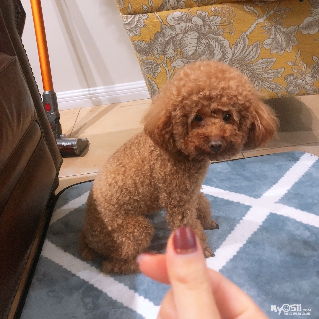 大家帮帮我,找到我的小宝(咖啡色泰迪)