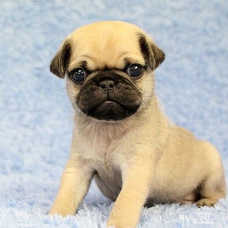 超级可爱萌宠巴哥 - 宠物市场 - 猫狗总动员 梦溪论坛 镇江,时事,招聘