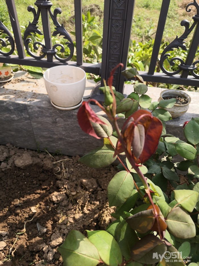 请教大神,这几天月季花突然垂头是什么原因?