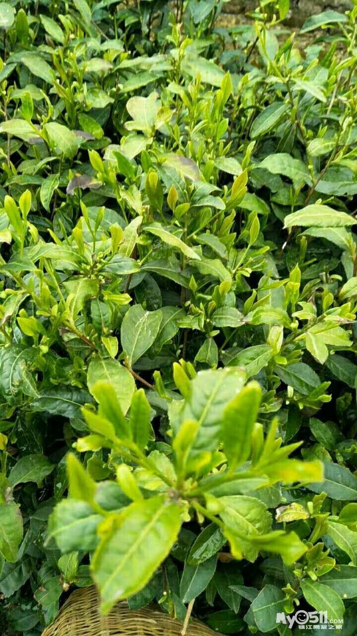 03 句容市下蜀镇自己家的茶叶山上的新茶
