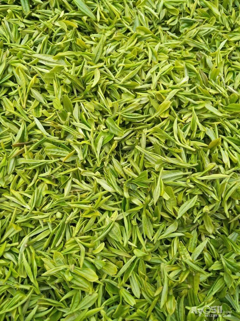 03 句容市下蜀镇自己家的茶叶山上的新茶