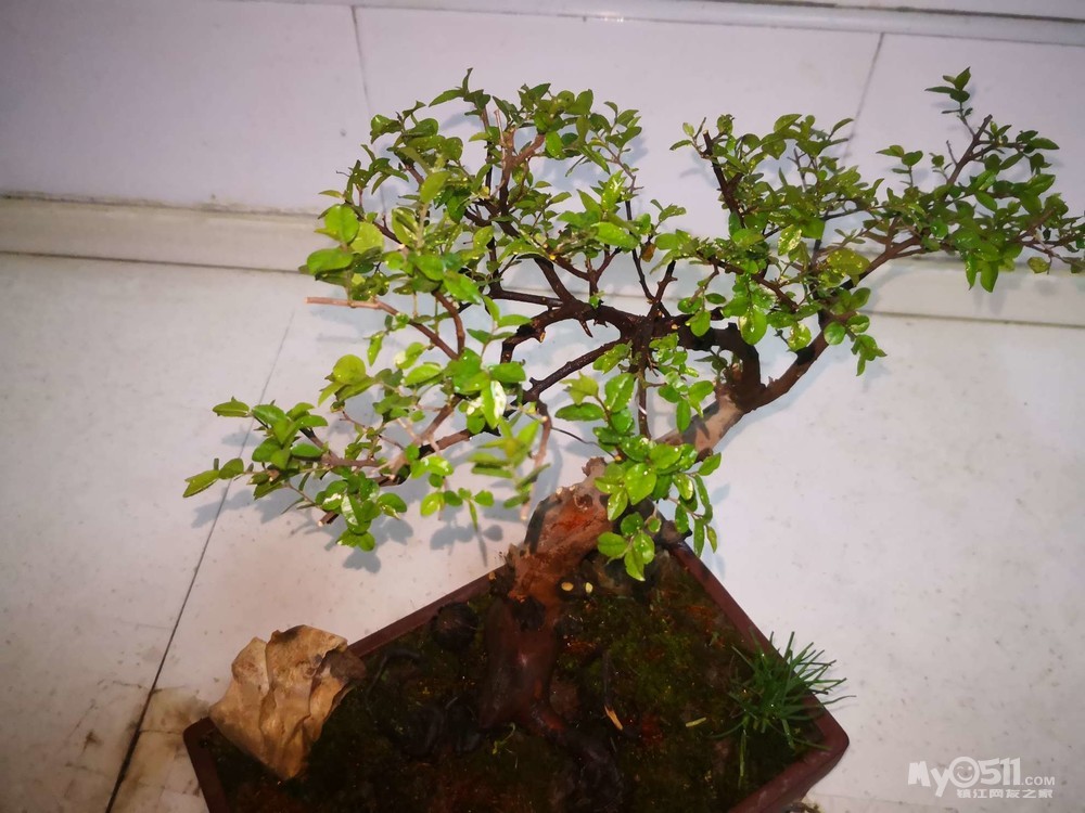 小叶红芽雀梅