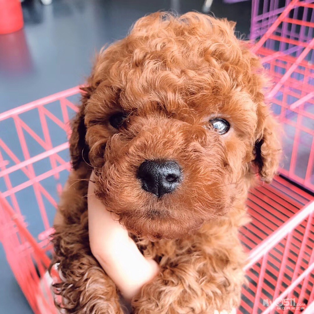 泰迪弟弟,888 一针两育苗 - 宠物市场 - 猫狗总动员 梦溪论坛 镇江