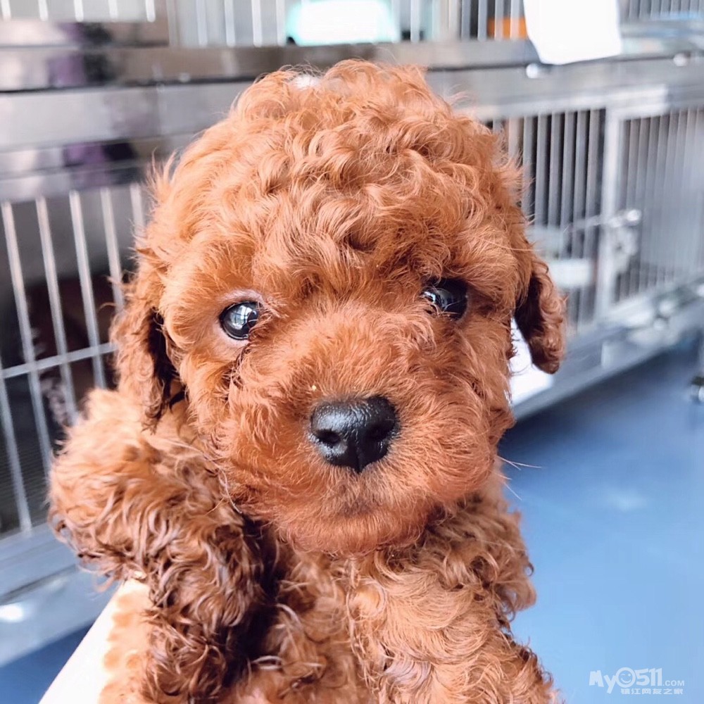 泰迪弟弟,888 一针两育苗 - 宠物市场 - 猫狗总动员 梦溪论坛 镇江