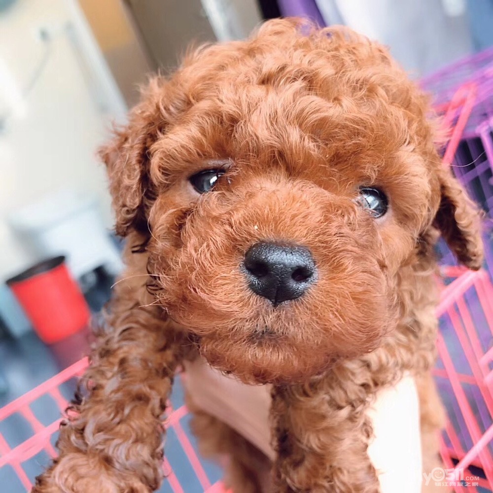 泰迪弟弟,888 一针两育苗 - 宠物市场 - 猫狗总动员 梦溪论坛 镇江