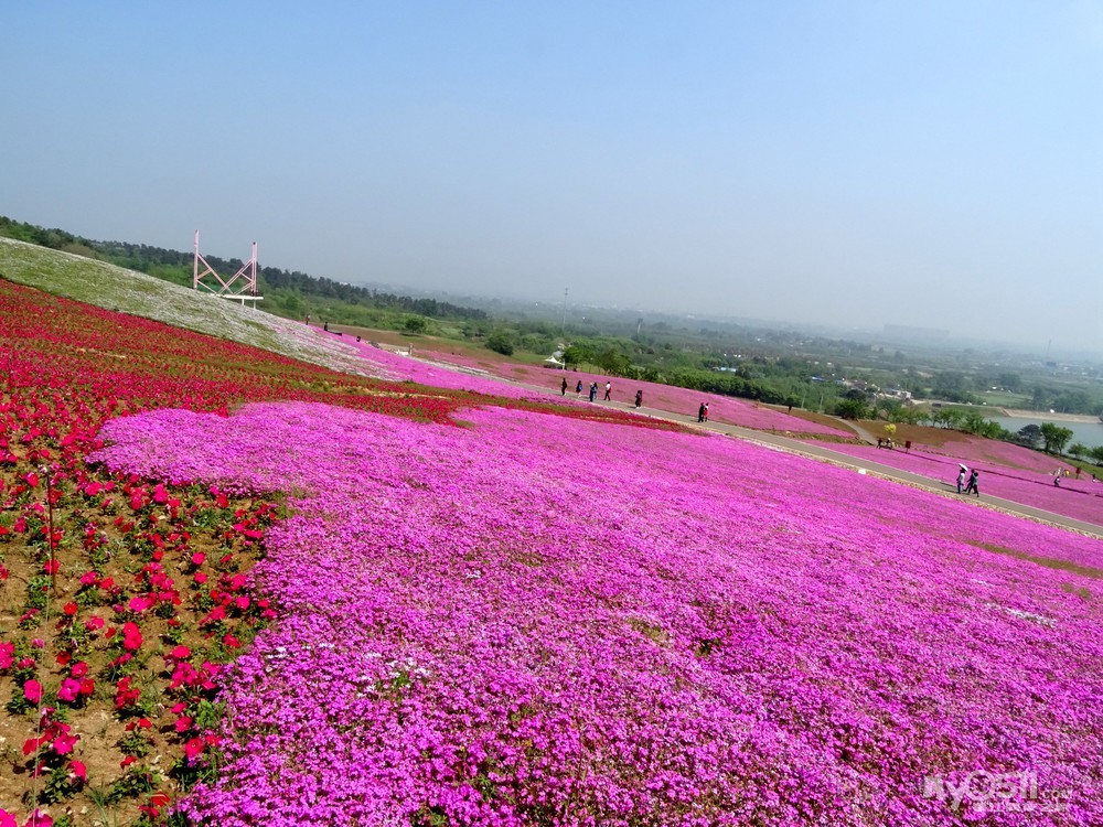 骑游句容天王芝樱小镇