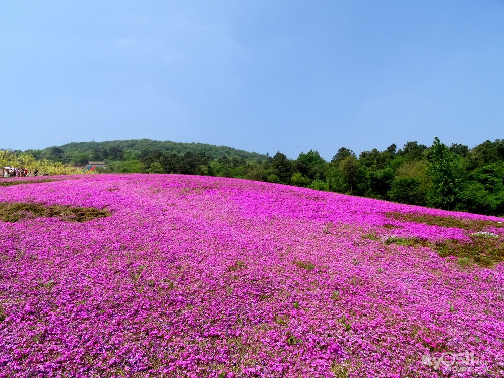 騎遊句容天王芝櫻小鎮