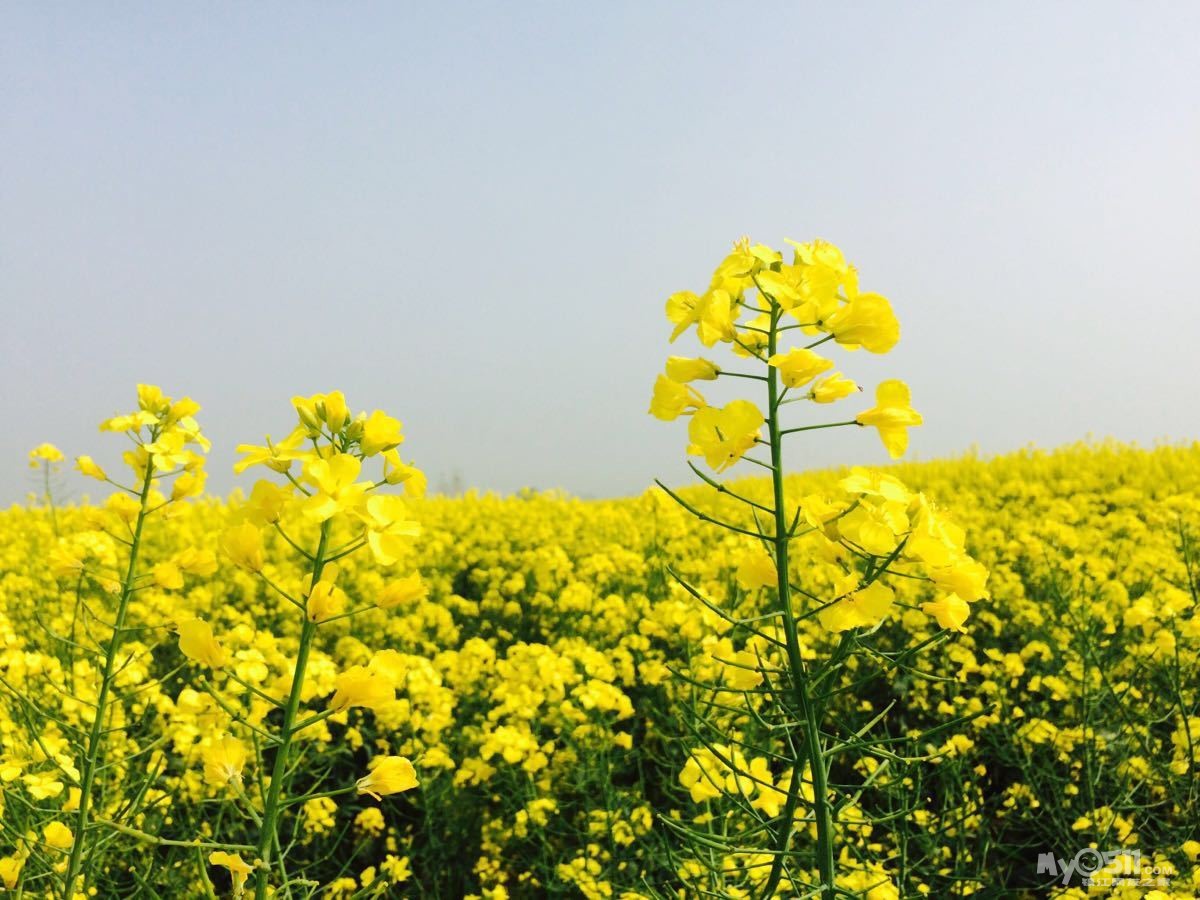 《麦兜旅行》兴化千垛景区赏最美的油菜花 4月发班 148元/人 欢迎小