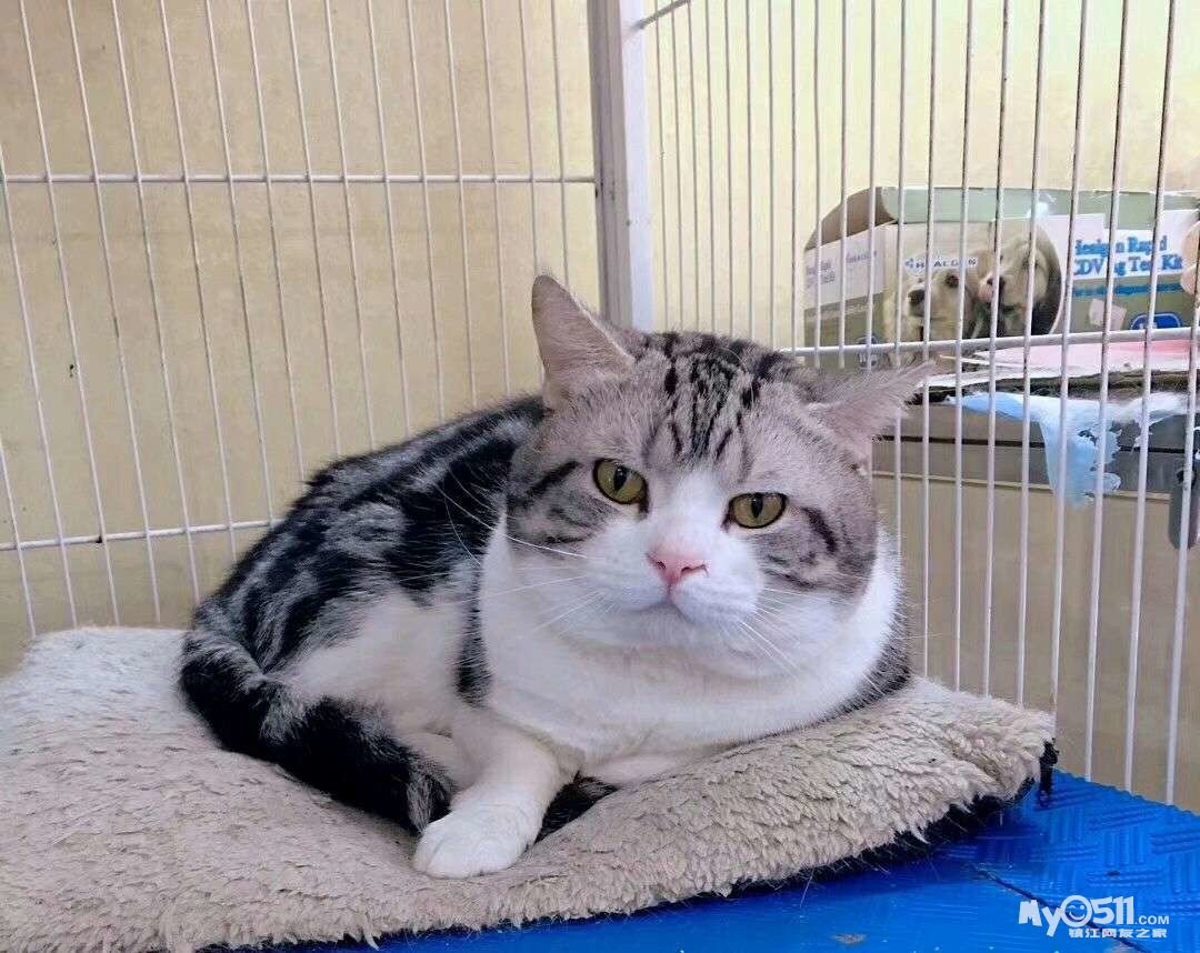 忍痛割爱一只4个月大美短小起司 - 宠物市场 - 猫狗总动员 梦溪论坛