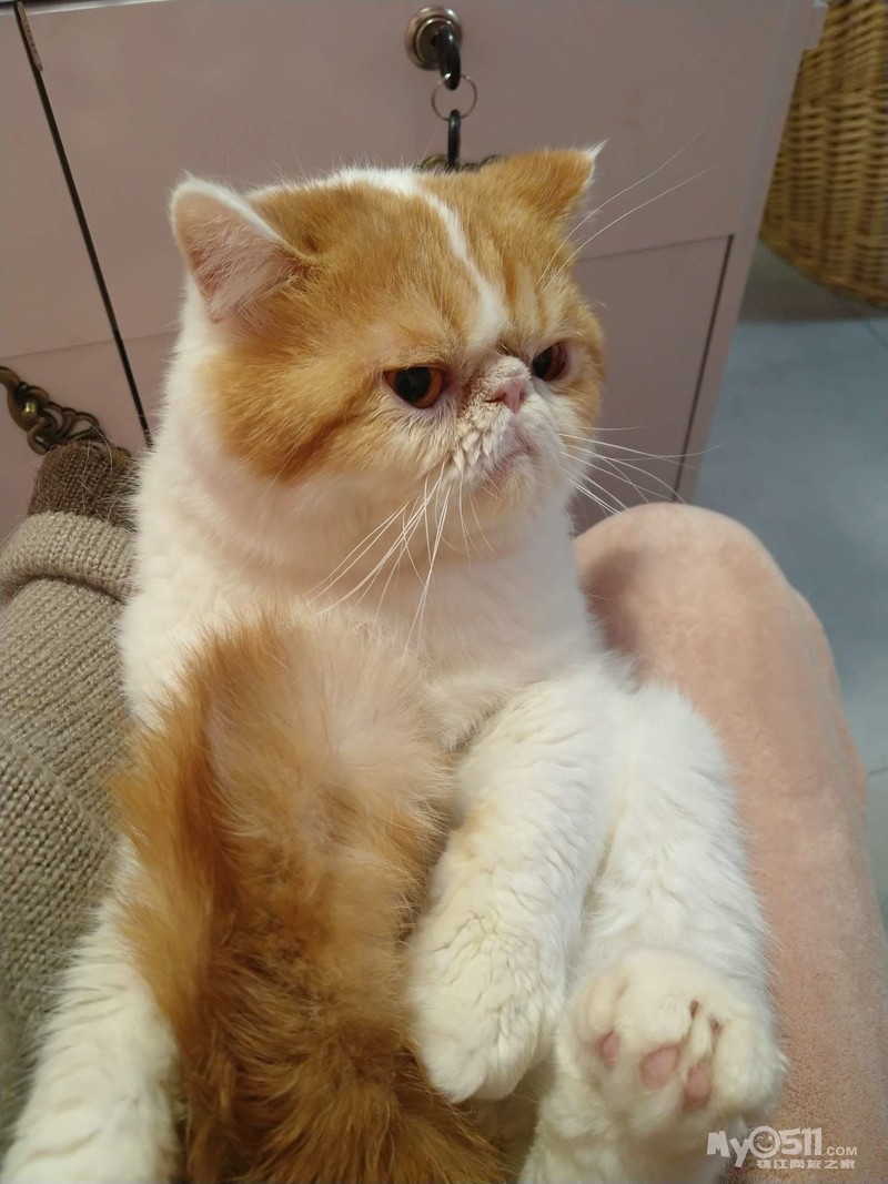 出售大脸加菲种公