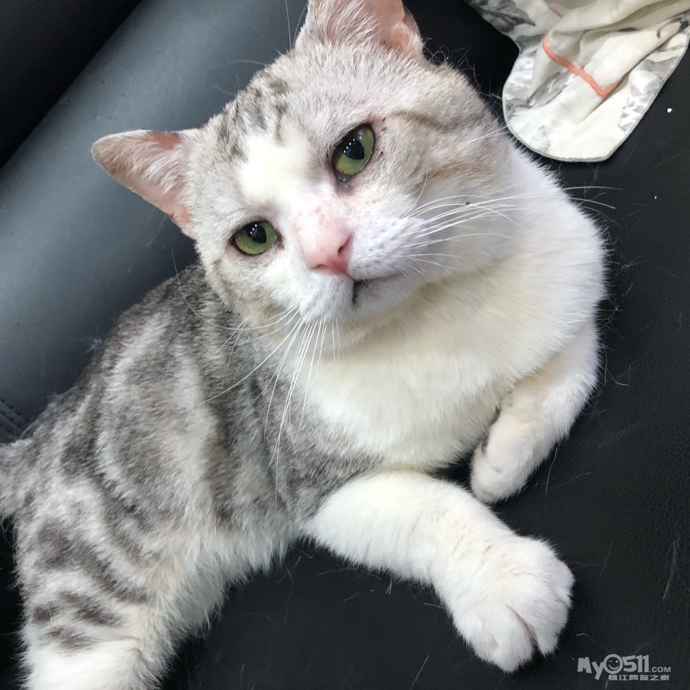 家庭猫舍,超强美短起司借配 - 宠物市场 - 梦溪论坛 镇江,时事,招聘