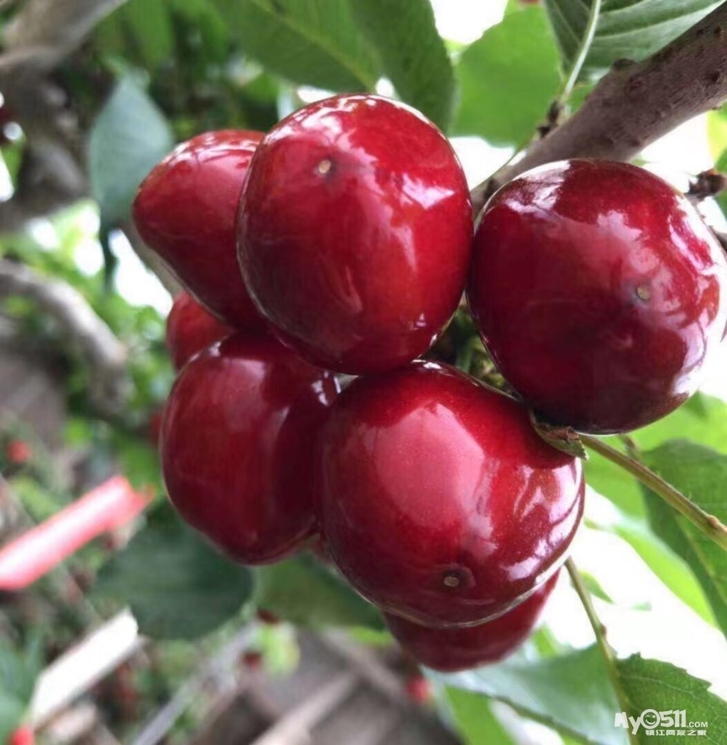 现货新鲜烟台美早大樱桃