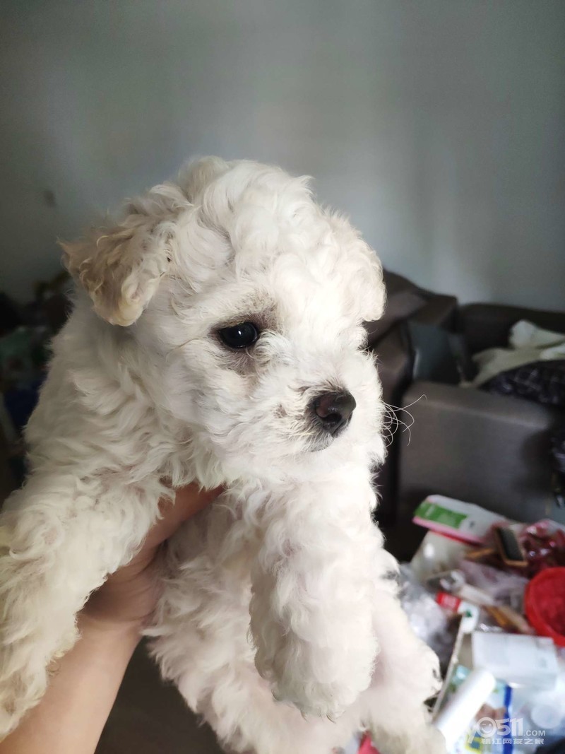 家养纯种卷毛比熊犬出售,700即可抱走