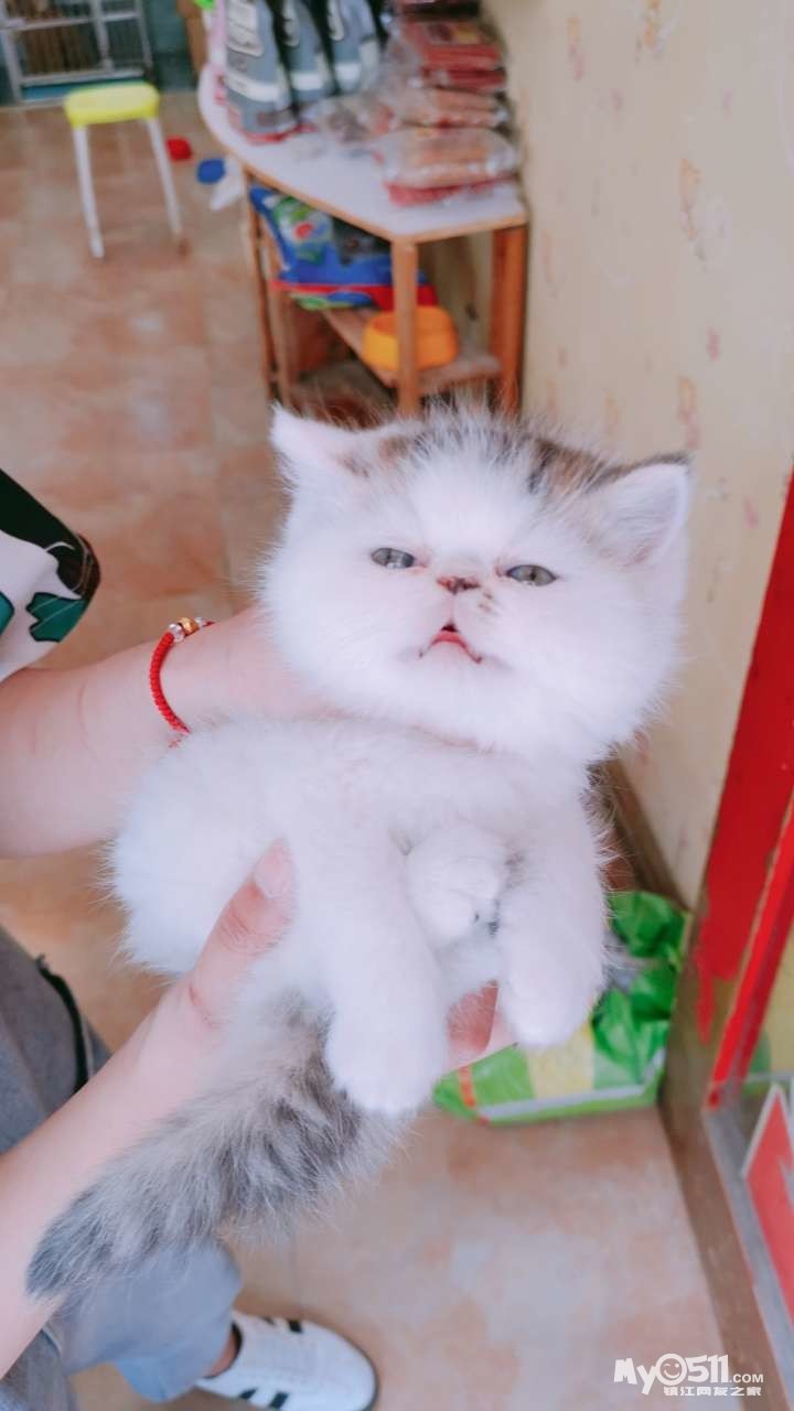 黑猫加白猫好吗 qn_1558860832235801_142.jpg