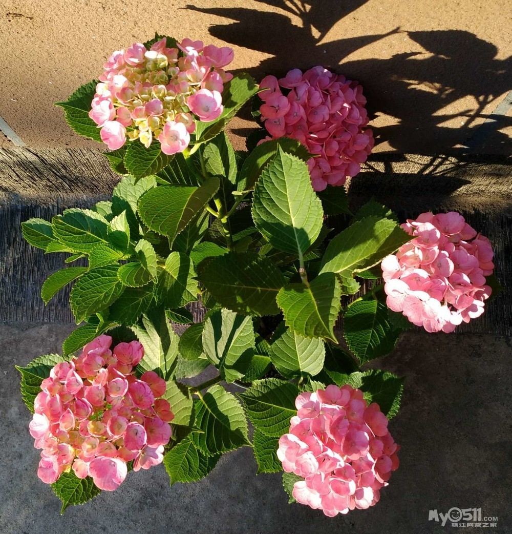 出一棵大花绣球:舞姬