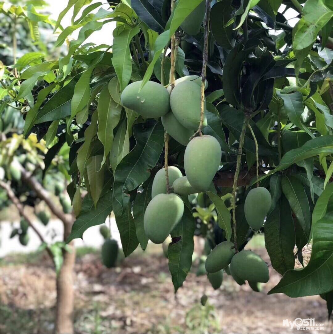 广西百色小台农芒果