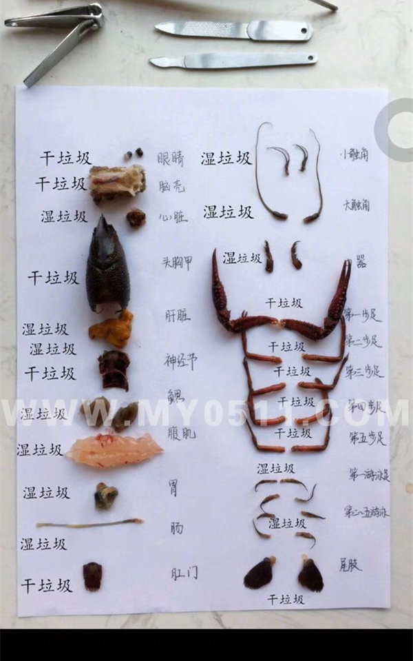 垃圾分类背后 藏着中国人不知道的残忍真相