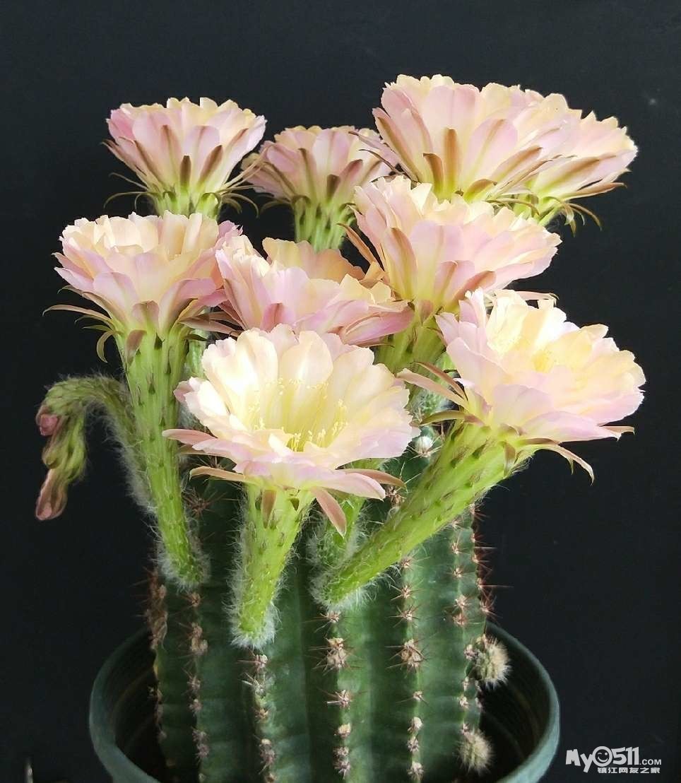 仙人球(水蜜桃与浓桃筋)