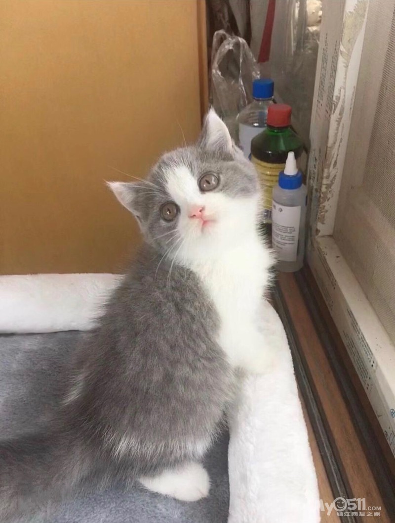 小猫怎么养胖的快 qn_1566219286415534803rs.jpg