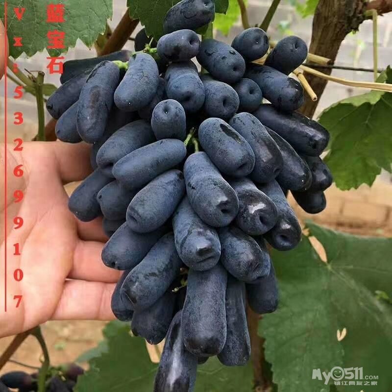 句容丁庄葡萄,自产自销,吃的放心… 夏黑 巨峰,美人指 阳光玫瑰